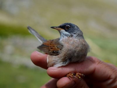 birdwatching